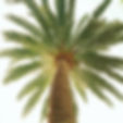 Palm Tree From Below