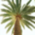 Palm Tree From Below