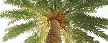 Palm Tree From Below