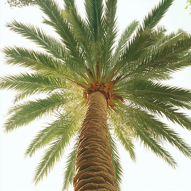 Palm Tree View