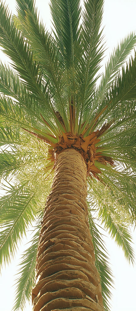Palm Tree From Below