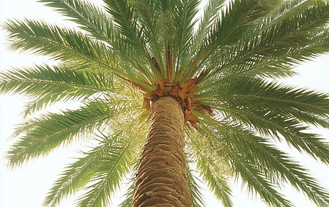 Palm Tree From Below