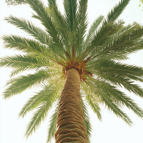 Palm Tree View