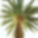 Palm Tree From Below