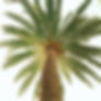 Palm Tree From Below