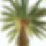 Palm Trimming