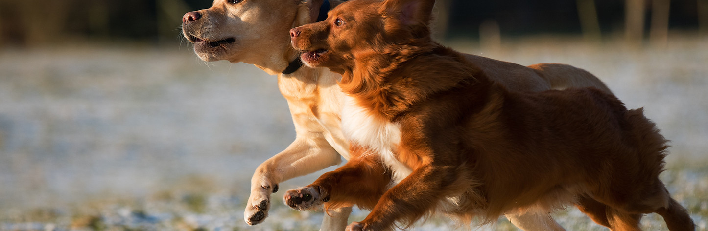 Dogs Running