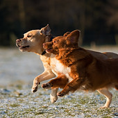Dogs Running