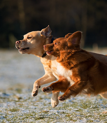 Dogs Running