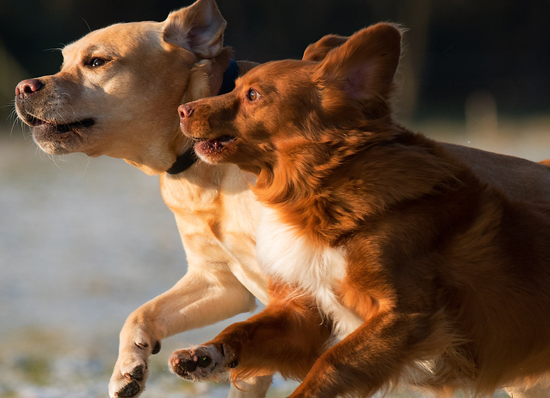 Hunde laufen