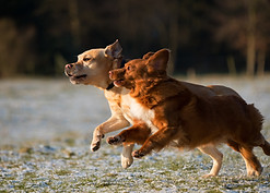 Dogs Running