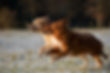 Chiens qui courent