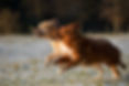 Dogs Running