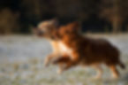 Dogs Running