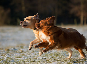 Chiens qui courent