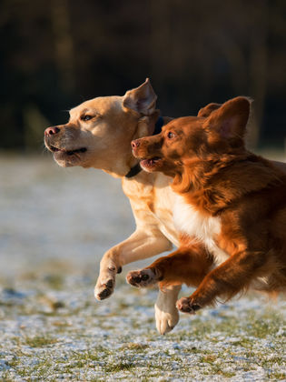 two dogs running