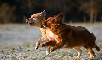 Dogs Running