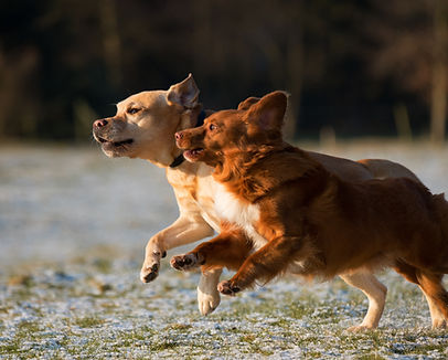 Hunde laufen