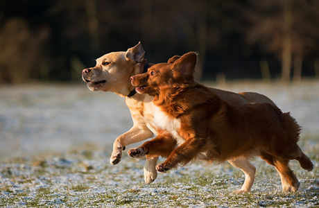 Chiens qui courent
