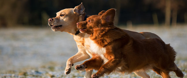 Dogs Running