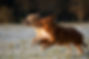Hunde laufen