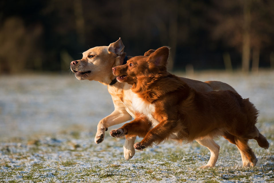 Dogs Running