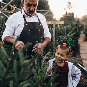 PROPER UPKEEP FOR YOUR MATURE TREE 