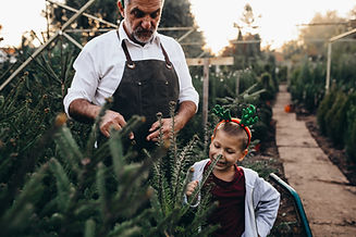 Christmas Tree Nursery