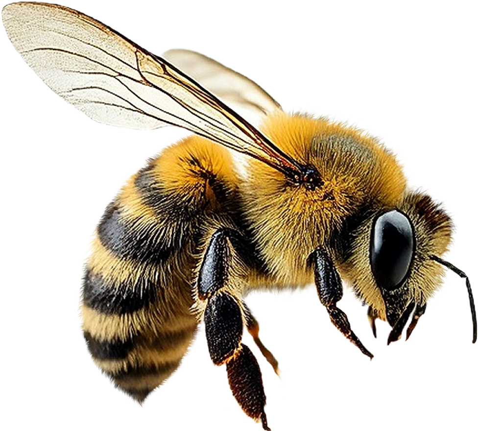 Close-Up Honeybee