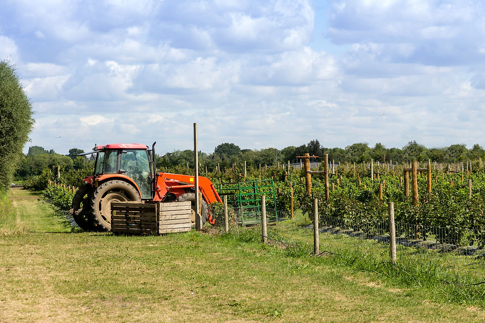 A tractor parked near a vineyard with rows of grapevines and a blue sky with clouds.