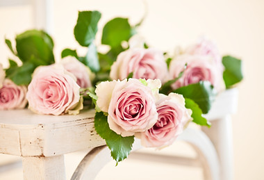 pink roses on an white chair in chabby chick