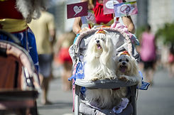 Entzückende Hunde