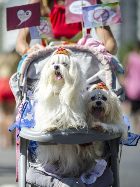 Adorable Dogs