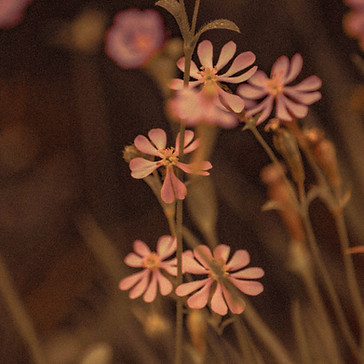 Delicate Pink Flowers