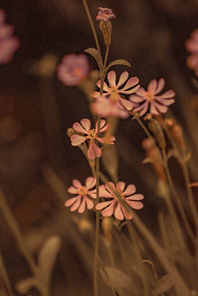 Delicate Flowers