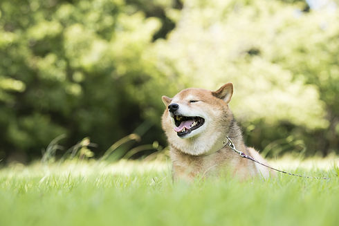 風を感じる柴犬