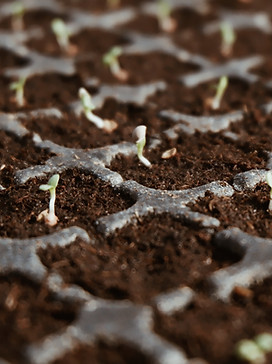 Les jeunes plants