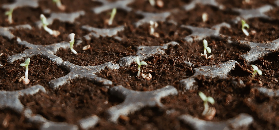 Seedlings