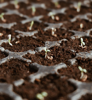 Seedlings