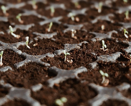 Seedlings