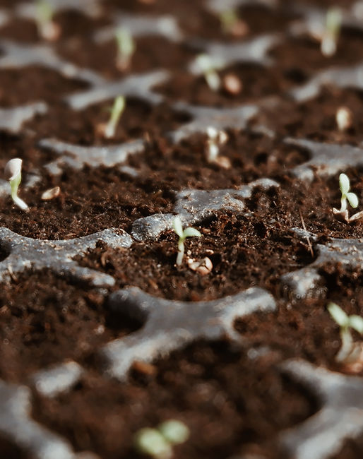 Les jeunes plants