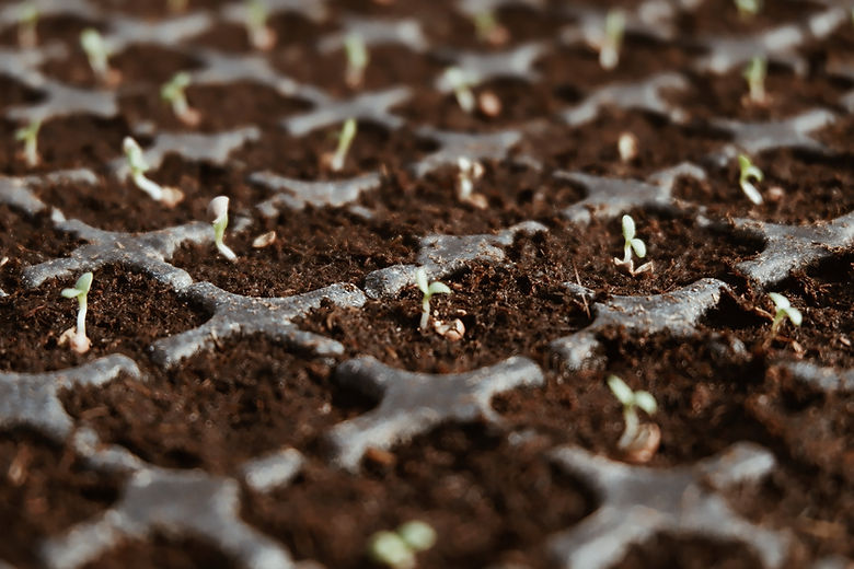 Seedlings