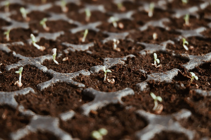 Seedlings