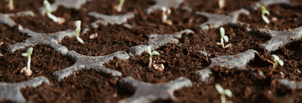 Seedlings