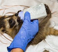 Baby Raccoon Bottle