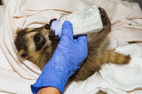 Baby Raccoon Bottle