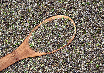 Fresh Seeds