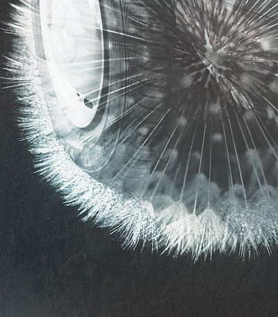 Collage de diente de león