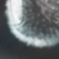 Dandelion Collage