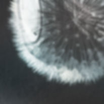 Dandelion Collage